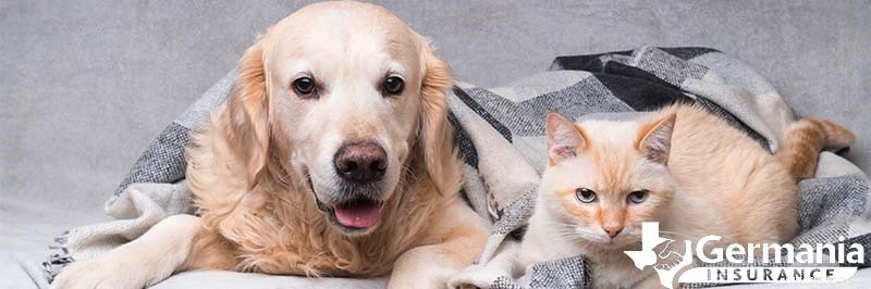 Sécurité des animaux en hiver :conseils d’experts pour garder les chiens et les chats au chaud par temps froid 