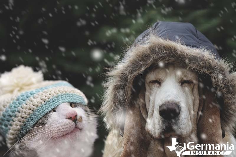 Sécurité des animaux en hiver :conseils d’experts pour garder les chiens et les chats au chaud par temps froid 