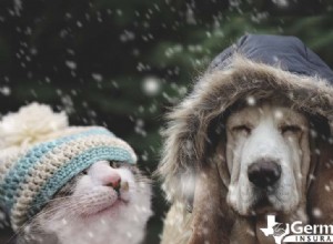 Sécurité des animaux en hiver :conseils d’experts pour garder les chiens et les chats au chaud par temps froid 
