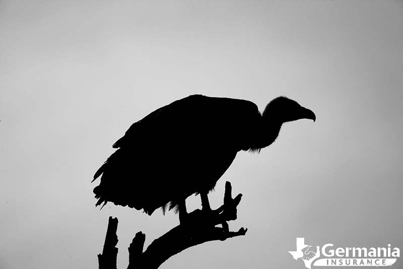 Les 6 créatures étranges mais inoffensives du Texas que vous devriez connaître 