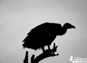 Les 6 créatures étranges mais inoffensives du Texas que vous devriez connaître 
