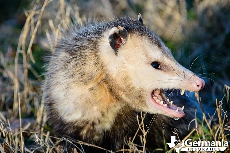 Les 6 créatures étranges mais inoffensives du Texas que vous devriez connaître 