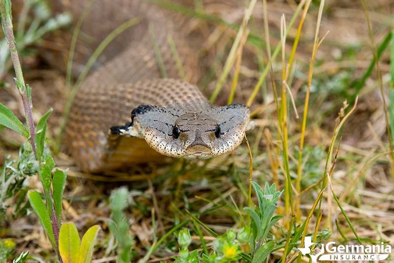 Les 6 créatures étranges mais inoffensives du Texas que vous devriez connaître 
