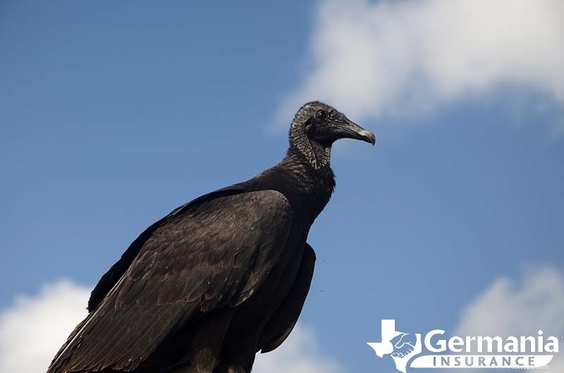 Les 6 créatures étranges mais inoffensives du Texas que vous devriez connaître 