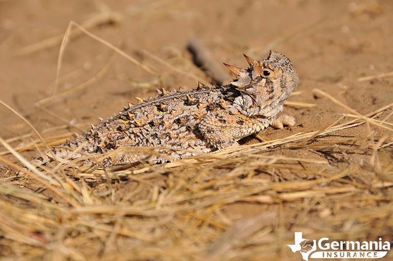 Les 6 créatures étranges mais inoffensives du Texas que vous devriez connaître 