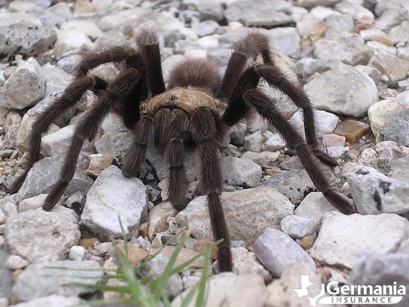Les 6 créatures étranges mais inoffensives du Texas que vous devriez connaître 