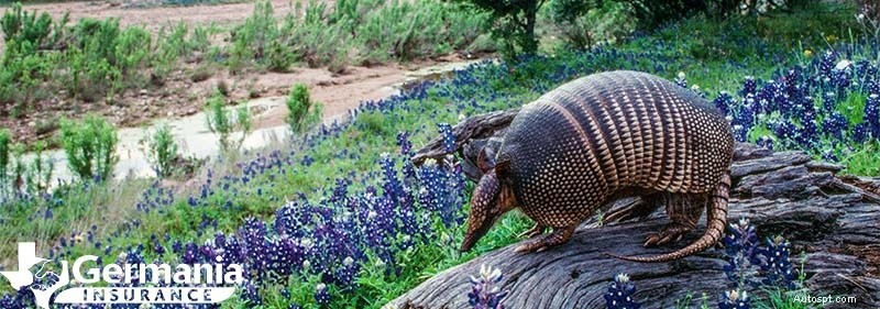 20 symboles de l État du Texas que tout Texan doit connaître 