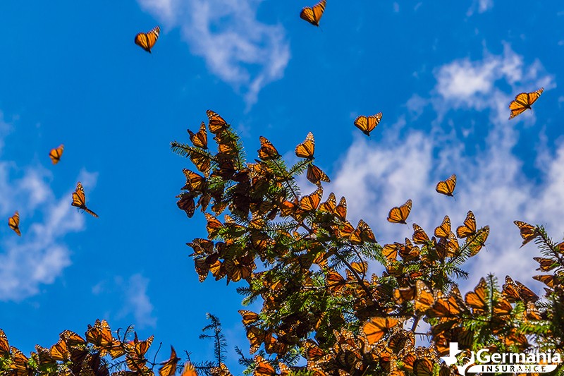Découvrez l étonnante migration du papillon monarque au Texas 