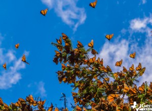 Découvrez l étonnante migration du papillon monarque au Texas 