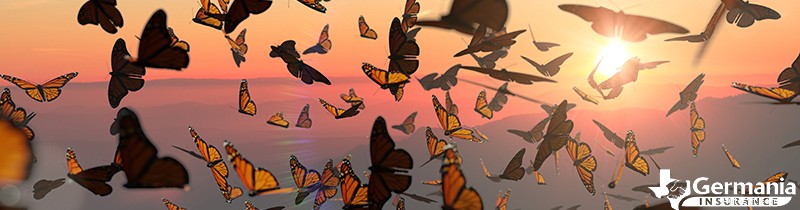 Découvrez l étonnante migration du papillon monarque au Texas 