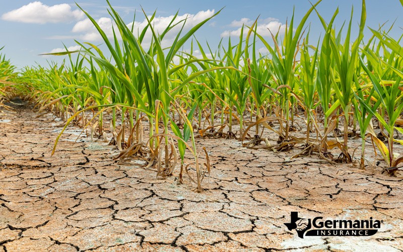 Comment la sécheresse façonne l’agriculture :des stratégies éprouvées permettant aux agriculteurs de s’adapter et de prospérer 