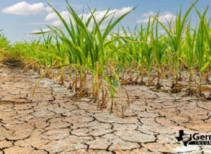 Comment la sécheresse façonne l’agriculture :des stratégies éprouvées permettant aux agriculteurs de s’adapter et de prospérer 
