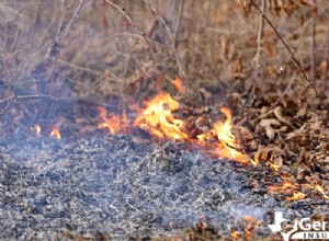 Comprendre les causes des incendies de forêt et leur propagation rapide :facteurs clés et prévention 