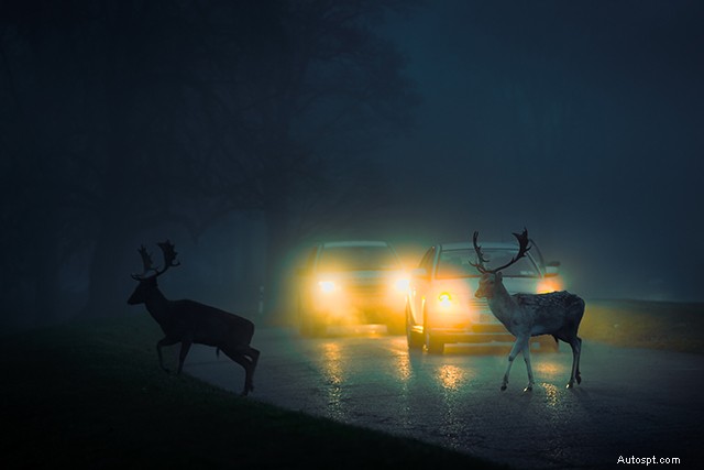 Éviter les collisions avec des cerfs :conseils d experts pour une conduite plus sûre 