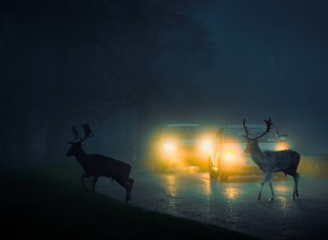 Éviter les collisions avec des cerfs :conseils d experts pour une conduite plus sûre 