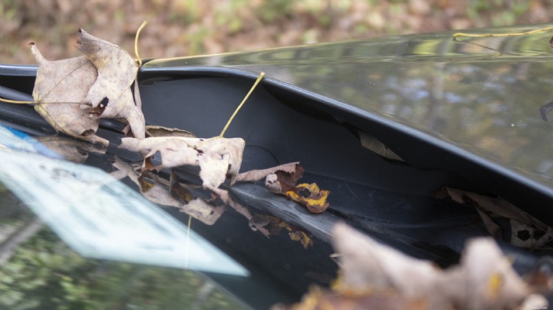 Gardez la peinture de votre voiture impeccable :enlevez immédiatement les feuilles mortes 